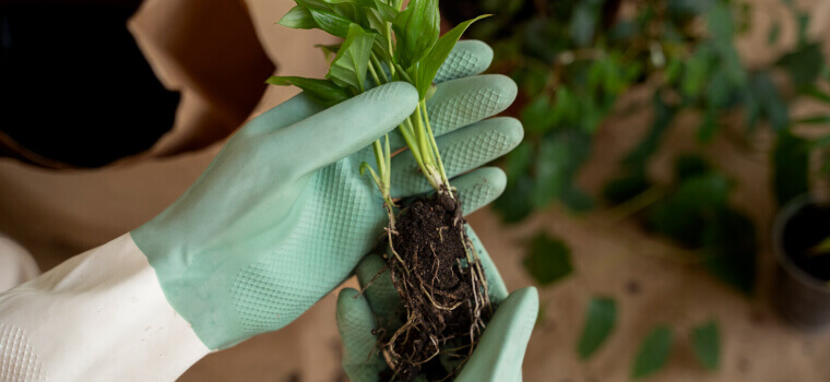 Professional Landscape Design & Plants Protect