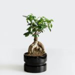 Nursery Premium Plant 3