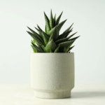 Plant Pot 0