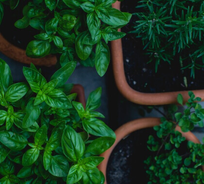 Garden Care