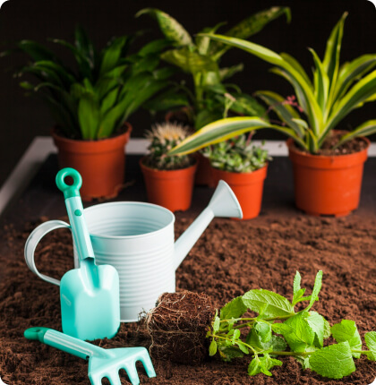 Planting