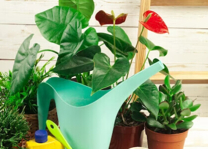 Garden Care