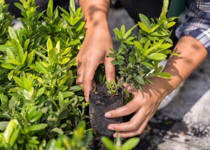 Planting