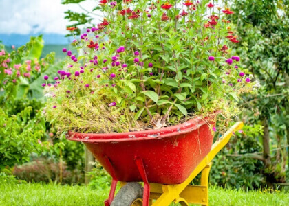 Flower Scape