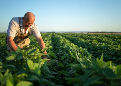 Inspecting Fresh Vegetable In Organic Farms