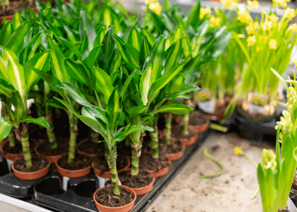 Nursery Plant Supports & Management