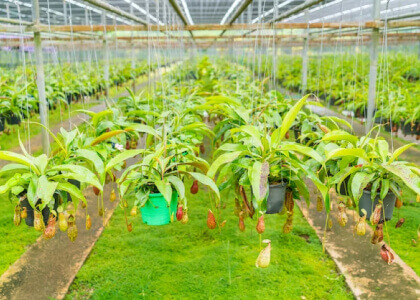 Lawn Season Extenders & Tree Plantation