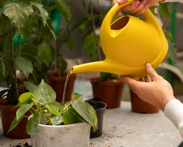 Garden Care