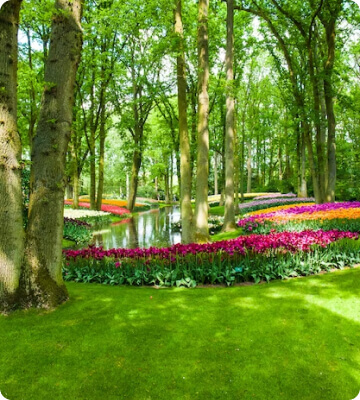 Tree Farm