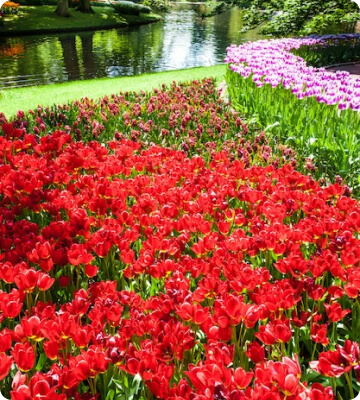 Flower Scape
