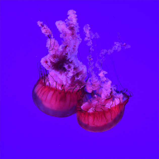 Blue Berry