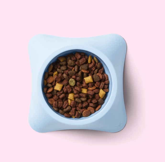 Small dog dish